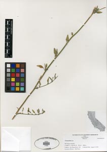 Herbarium sheet of SDSU 21925